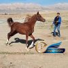 خرید اسب و فروش اسب_عقربی