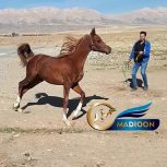 خرید اسب و فروش اسب_عقربی