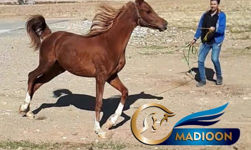خرید اسب و فروش اسب_عقربی
