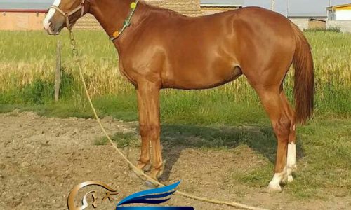 خرید اسب و فروش اسب_ مادیون دوخون