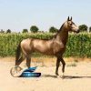 خرید اسب و فروش اسب_ سیلمی کششی آراج