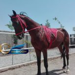 خرید اسب و فروش اسب_ آهوپا