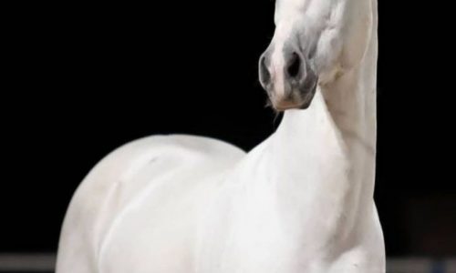 خرید اسب و فروش اسب_ سیلمی آلپای صحرا