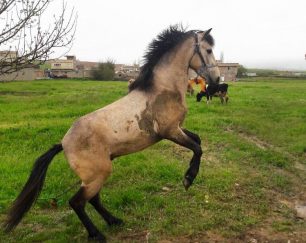 خرید اسب و فروش اسب_کوردستان آتی