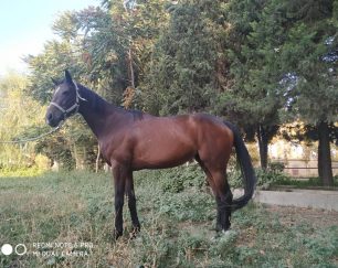 خرید اسب و فروش اسب_ آکوا پرین گل