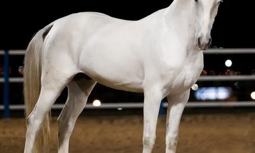 خرید اسب و فروش اسب_ سیلمی آلپای صحرا
