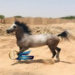 خرید اسب و فروش اسب_یاشار