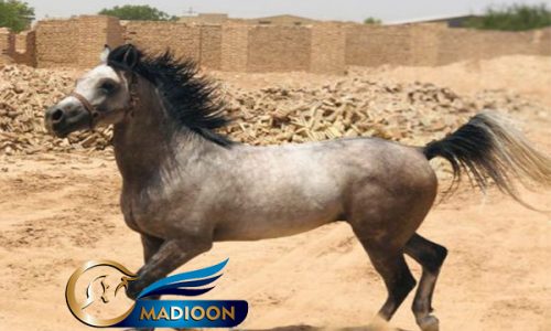 خرید اسب و فروش اسب_یاشار