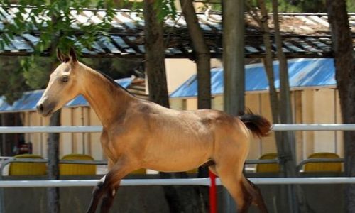خرید اسب و فروش اسب_ اسب آخال تکه