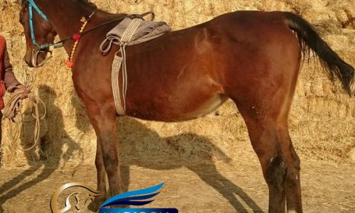 خرید اسب و فروش اسب_ مادیون تروبرد