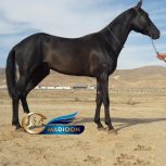 خرید اسب و فروش اسب_ اسب اصیل ترکمن