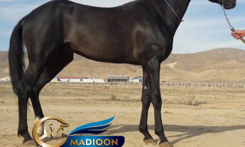 خرید اسب و فروش اسب_ اسب اصیل ترکمن
