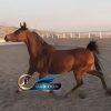 خرید اسب و فروش اسب_ الیزابت
