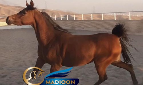 خرید اسب و فروش اسب_ الیزابت