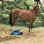 خرید اسب و فروش اسب_ اسب ترکمن آبستن