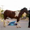 خرید اسب و فروش اسب_جسی