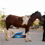 خرید اسب و فروش اسب_جسی