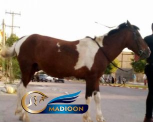 خرید اسب و فروش اسب_جسی