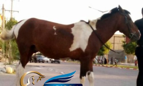 خرید اسب و فروش اسب_جسی