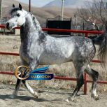 خرید اسب و فروش اسب_گوستاو