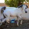 خرید اسب و فروش اسب_ اسب عرب خالص ایرانی