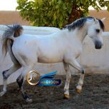 خرید اسب و فروش اسب_ اسب عرب خالص ایرانی