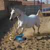 خرید اسب و فروش اسب_ اسب مادیان
