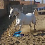 خرید اسب و فروش اسب_ اسب مادیان