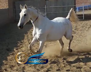 خرید اسب و فروش اسب_ اسب مادیان