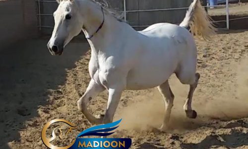 خرید اسب و فروش اسب_ اسب مادیان