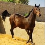 خرید اسب و فروش اسب_ اسب یکسر خارجی