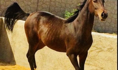 خرید اسب و فروش اسب_ اسب یکسر خارجی