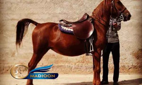 خرید اسب و فروش اسب- مادیان کرد آبستن سه و نیم ماهه