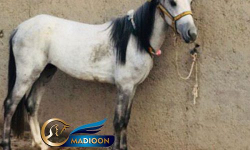 خرید اسب و فروش اسب_ اسب نریان دوخون
