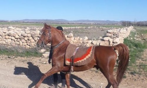 خرید اسب و فروش اسب- اسب کرد