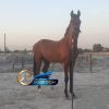 خرید اسب و فروش اسب_ کره اسب نریان