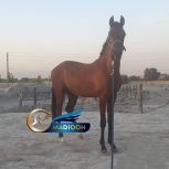 خرید اسب و فروش اسب_ کره اسب نریان