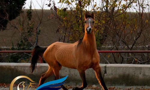 خرید اسب و فروش اسب_ اسب سمند