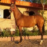 خرید اسب و فروش اسب_آیلر