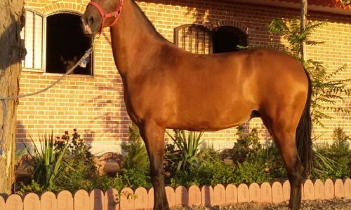 خرید اسب و فروش اسب_آیلر
