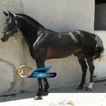 خرید اسب و فروش اسب_ سیلمی یموت