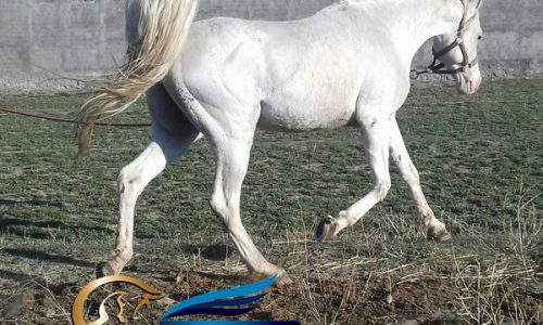 خرید اسب و فروش اسب_اسب عرب مصری