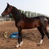 خرید اسب و فروش اسب_ اسب عرب خالص ایرانی