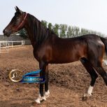 خرید اسب و فروش اسب_ اسب عرب خالص ایرانی