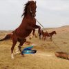 خرید اسب و فروش اسب_اسب اصیل کرد