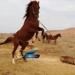 خرید اسب و فروش اسب_اسب اصیل کرد