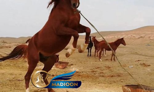 خرید اسب و فروش اسب_اسب اصیل کرد