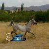 خرید اسب و فروش اسب_تفرش