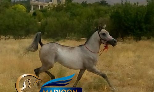 خرید اسب و فروش اسب_تفرش