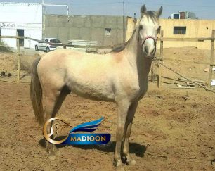 خرید اسب و فروش اسب_ اسب ترکمن نژاد یموت